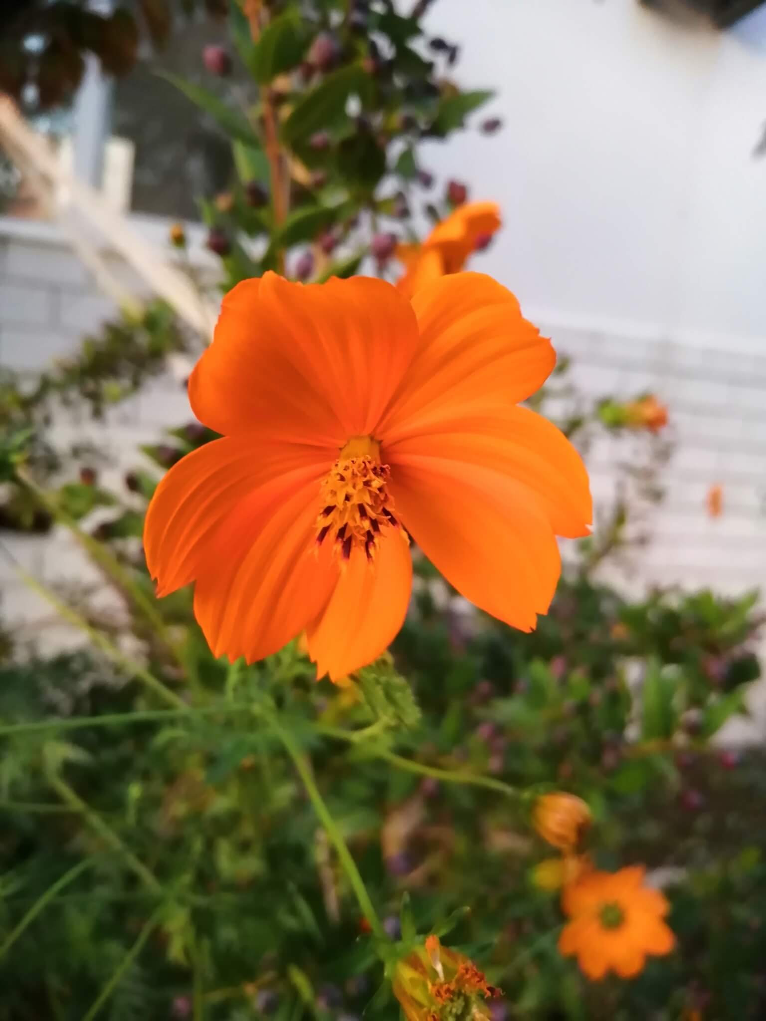 Cosmos sulphureus